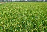 Xã Tân Hưng (Vĩnh Bảo): Người dân tự ý chuyển đổi hàng nghìn m2 đất nông nghiệp