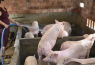 Dư nợ cho vay ngành chăn nuôi lợn đạt gần 780 tỷ