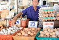 Trứng gia cầm giảm mạnh – người chăn nuôi lo lắng