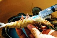 Triệt phá dứt điểm các đối tượng, cơ sở đưa tạp chất vào tôm