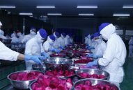 Xây dựng Đề án phát triển vùng nguyên liệu cung cấp cho Nhà máy chế biến rau củ quả Haphofood