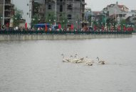 Nô nức đi xem thiên nga tung tăng trên sông Tam Bạc