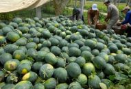 Năm 2018, sản lượng rau màu toàn thành phố đạt 340.000 tấn