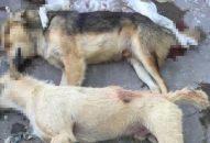 “Cẩu tặc” lĩnh án