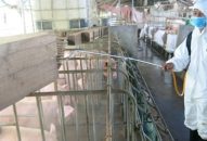 Tỉnh Thừa Thiên – Huế công bố hết dịch tả lợn Châu Phi