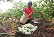 Hiệu quả từ trồng ổi hữu cơ