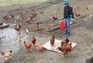 Làm giàu trên quê hương huyện đảo