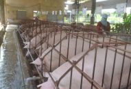 Dịch tả heo châu Phi: Nguy cơ lây nhiễm vào TP HCM rất cao