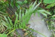 Phát hiện doanh nghiệp xả nước thải đục bẩn vào kênh Kim Xá