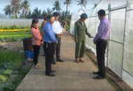Xã Xuân Đám (Cát Hải) duy trì 8 ha trồng rau xanh phục vụ nhân dân địa bàn