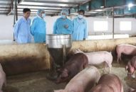 Huyện Cát Hải tập huấn 3 lớp về kỹ thuật phòng, chống bệnh dịch tả lợn Châu Phi