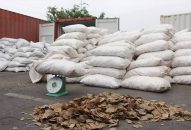 Hải Phòng: Bắt lô hàng vảy tê tê lớn nhất từ trước đến nay