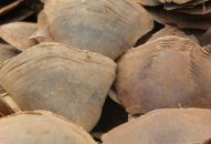 Bắt giữ lượng vảy tê tê lớn nhất từ trước đến nay