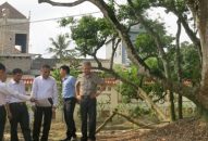 Bảo tồn cây vải tổ Thanh Hà