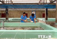 Ninh Thuận xây dựng trung tâm sản xuất tôm giống chất lượng cao