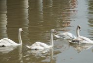 Xem đàn thiên nga Hà Lan tránh nắng nóng 40 độ C ở Hải Phòng