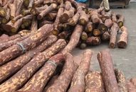 Bắt giữ lô gỗ quý trị giá chục tỷ đồng