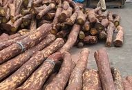 Bắt giữ trên 12m3 gỗ quý giá trị cả chục tỉ đồng