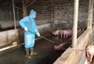 Vì sao từ cuối tháng 4 dịch tả lợn châu Phi lây lan nhanh hơn?