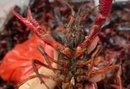 Tăng cường kiểm soát tôm càng đỏ tại Việt Nam