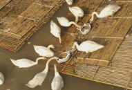 Đưa thiên nga bị sốc nhiệt ở Hải Phòng lên Hà Nội kiểm tra