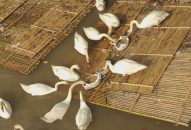 Thiên nga ở Hải Phòng phải đi Hà Nội ‘cấp cứu’ vì say nắng