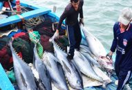 Vi phạm hành chính trong lĩnh vực thủy sản bị phạt tới 1 tỷ đồng.