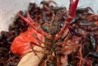 Tổng kiểm tra, xử phạt nhà hàng, siêu thị kinh doanh tôm hùm đỏ