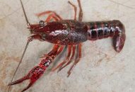 Kiểm soát, ngăn chặn tôm càng đỏ tại các cửa khẩu ở Lào Cai