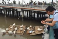 Hải Phòng: Thiên nga ốm do nắng nóng và bội thực