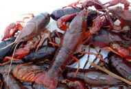 Tăng cường kiểm soát loài tôm càng đỏ có mối nguy hại đối với sản xuất nông nghiệp