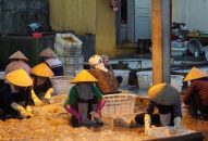 Quận Đồ Sơn: Sản lượng khai thác thủy sản ước đạt 950 tấn