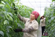 Khuyến khích doanh nghiệp đầu tư vào nông nghiệp, nông thôn trên địa bàn thành phố Hải Phòng