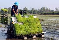 Huyện Tiên Lãng:  Phấn đấu gieo cấy 3.000 ha lúa chất lượng cao