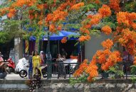 Phát cuồng với hoa phượng Hải Phòng