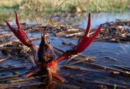 Diễn đàn An ninh: Ngăn chặn sinh vật ngoại lai xâm hại môi trường