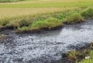 Xác định một số thành phần trong chất thải tại kênh tưới tiêu xã Hưng Nhân, huyện Vĩnh Bảo