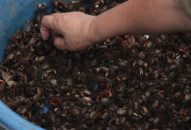 Thị trường hàng hóa “nóng” theo thời tiết