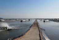 Chống khai thác hủy diệt nguồn lợi thủy hải sản: Cần giải pháp quyết liệt và đồng bộ