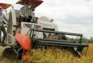 Huyện Kiến Thụy thu hoạch 40% diện tích lúa xuân 2019