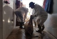 52 tỉnh thành có dịch tả lợn Châu Phi