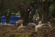 Xã Đặng Cương (An Dương): 3 năm mô hình “Vùng hoa, cây cảnh văn hóa, an toàn về ANTT”