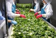 Baseafood, Vinamilk, Elovi, Tigifood… đưa nông sản sang thị trường tỷ dân