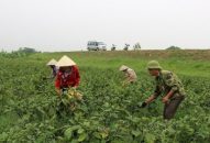 Trên 15.000 tỷ đồng cho vay nông nghiệp, nông thôn