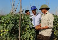 Chuyển giao tiến bộ kỹ thuật trong trồng trọt cho 25.700 lượt người