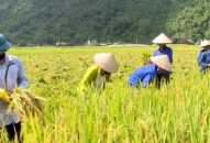 Nông dân xã Hiền Hào bắt đầu thu hoạch lúa vụ Đông Xuân