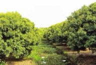 Vải mất mùa, hoa quả được phen làm giá