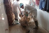 2,4 triệu con lợn phải tiêu hủy, nguồn cung khan hiếm