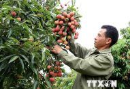 Vải thiều Bắc Giang tiêu thụ thuận lợi, giá ổn định ở mức cao
