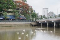 Người dân Hải Phòng đề xuất thả thêm thiên nga trong hồ Tam Bạc